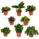 Coffret surprise - 8 plantes d'intérieur diverses - ø12cm - ↕10-25 cm