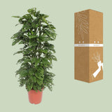 Monstera Monkey Leaf - Ø24cm - ↕120cm