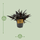 Plante Pilea Hitchcockii en pot 10,5 cm vert et argenté