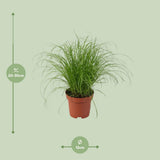 Cyperus alternifolius zumula - Ø12cm - ↕28cm