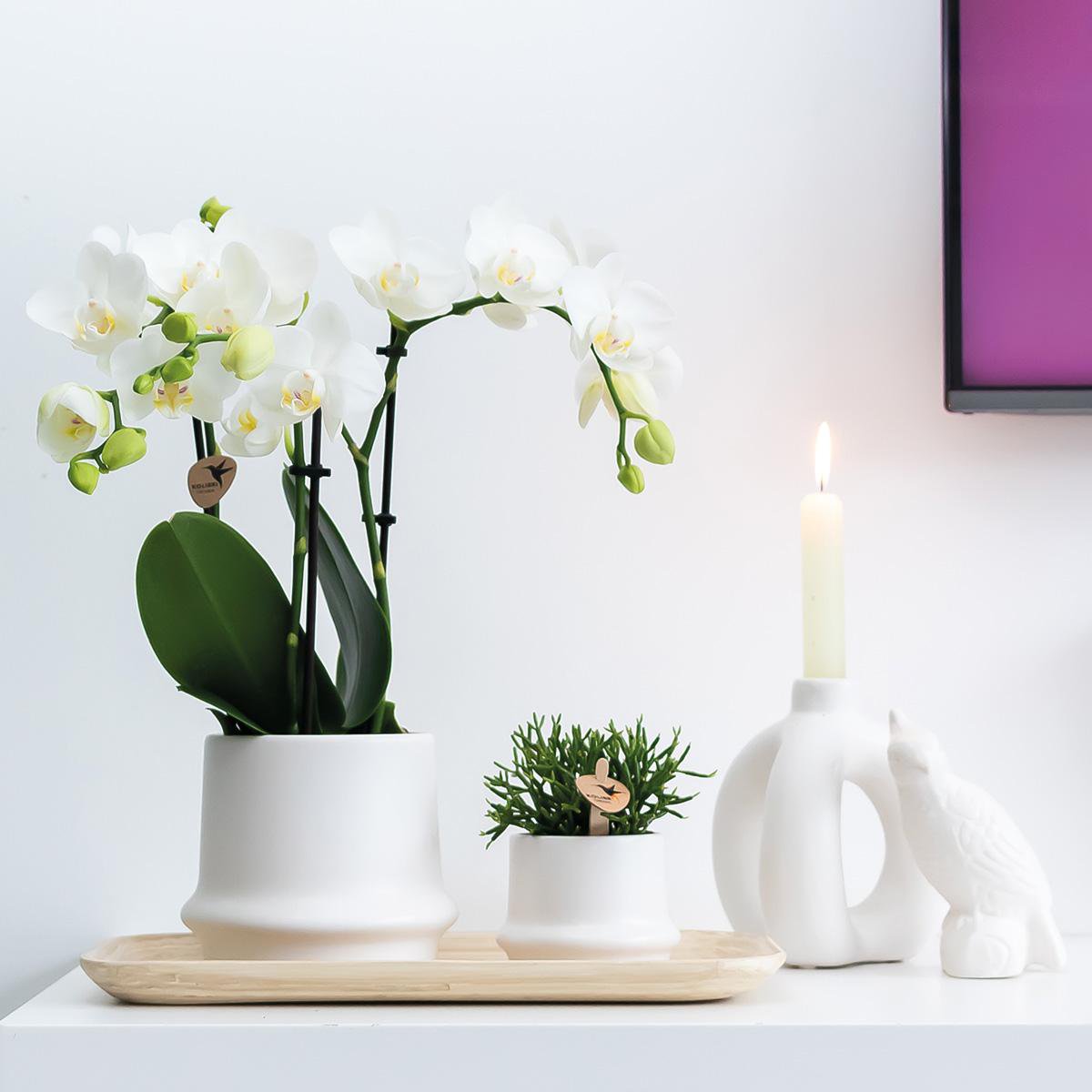 Home Kolibri | Ornement - Image de décoration CACCATOO - BLANC