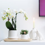 Home Kolibri | Ornement - Image de décoration CACCATOO - BLANC
