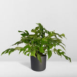 Monstera Minima - Plante en trou - Ø15cm - ↕25cm