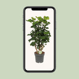 Polyscias citron - Ø19cm - ↕65cm