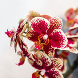 Orchidée phalaenopsis rouge et jaune en pot céramique
