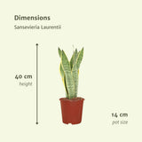 Lot de 2 Sansevieria Laurentii en pot plastique
