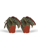 2x Begonia Maculata - Blad Begonia - 20 cm - Ø12
