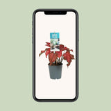 Caladium Rood en pleine croissance - Plante d'intérieur