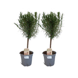 Rosmarinus Off. Malle - 2 pièces - Ø14cm - ↕45cm