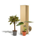 Ficus Elastica Melany - ↨85cm - Ø21cm + Alocasia WentIi - ↨60cm - Ø19cm