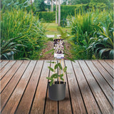 Clématite Armandii en pot Ø17 cm