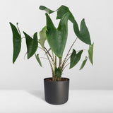 Alocasia Zébrina - Ø19cm - ↕75cm