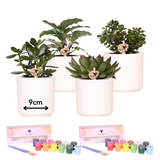 Kit peinture pour 4 pots de fleurs avec plantes succulentes