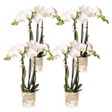 Lot de 4 orchidées Phalaenopsis blanches en pot Ø9 cm