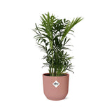 Chamaedorea Elegans en ELHO Vibes Fold 14cm rose