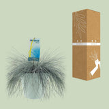 Plante Festuca glauca bleu intense