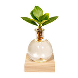 Clusia en verre Samoa avec éclairage LED - Ø4cm - ↕10cm