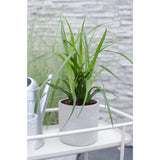 5x - Carex Mix - ↨30cm - Ø14