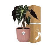 Alocasia 'Polly' en ELHO Vibes Fold 14cm rose