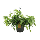 Plante Monstera Minima Ø27 cm Hauteur 50 cm
