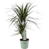 Dracaena Marginata - Ø17cm - ↕70cm