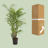 Chamaedorea sefits - Ø27cm - ↕160cm