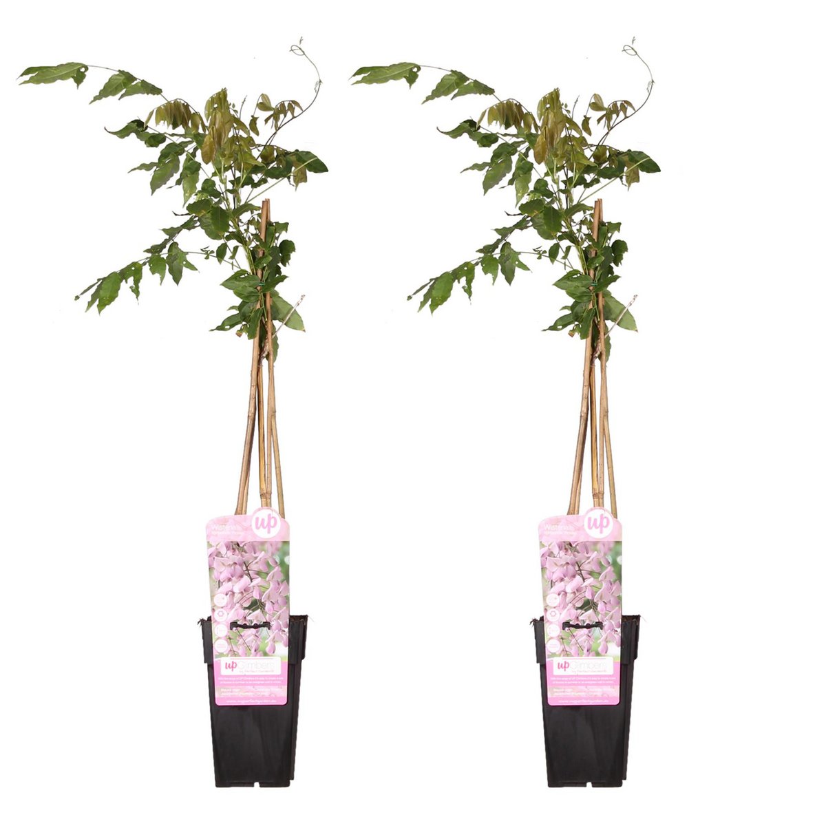 2x Wisteria Floribunda 'Rosea' - ↨65cm - Ø15
