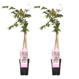2x Wisteria Floribunda 'Rosea' - ↨65cm - Ø15