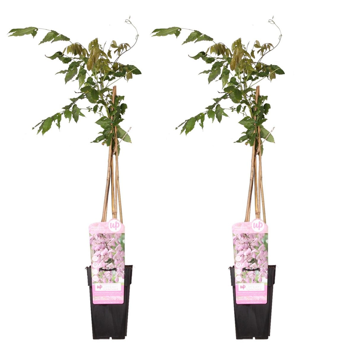 2x Wisteria Floribunda 'Rosea' - ↨65cm - Ø15