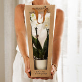 Kolibri Company I Sac cadeau pour orchidée avec pot décoratif 9 cm