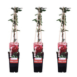 Lot de 3 lonicera japonica rouge 65 cm Ø15 cm