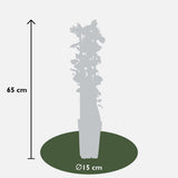 Lonicea périclymenum Cap. Imperial - Ø15cm - ↕65 cm