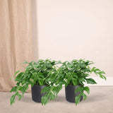 2x Monstera Minima - Gatenplant - 25cm - Ø15