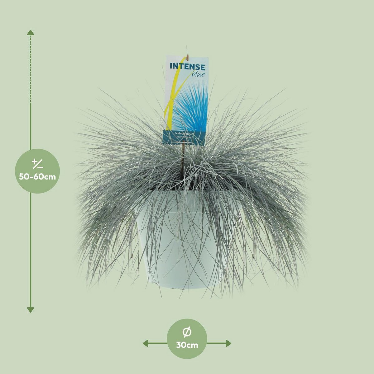 Plante Festuca glauca bleu intense