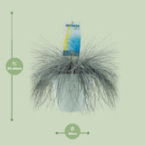 Plante Festuca glauca bleu intense