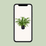Begonia Nest Crissie - Ø1117cm - ↕40cm