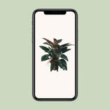 Philodendron Congo rouge d'intérieur