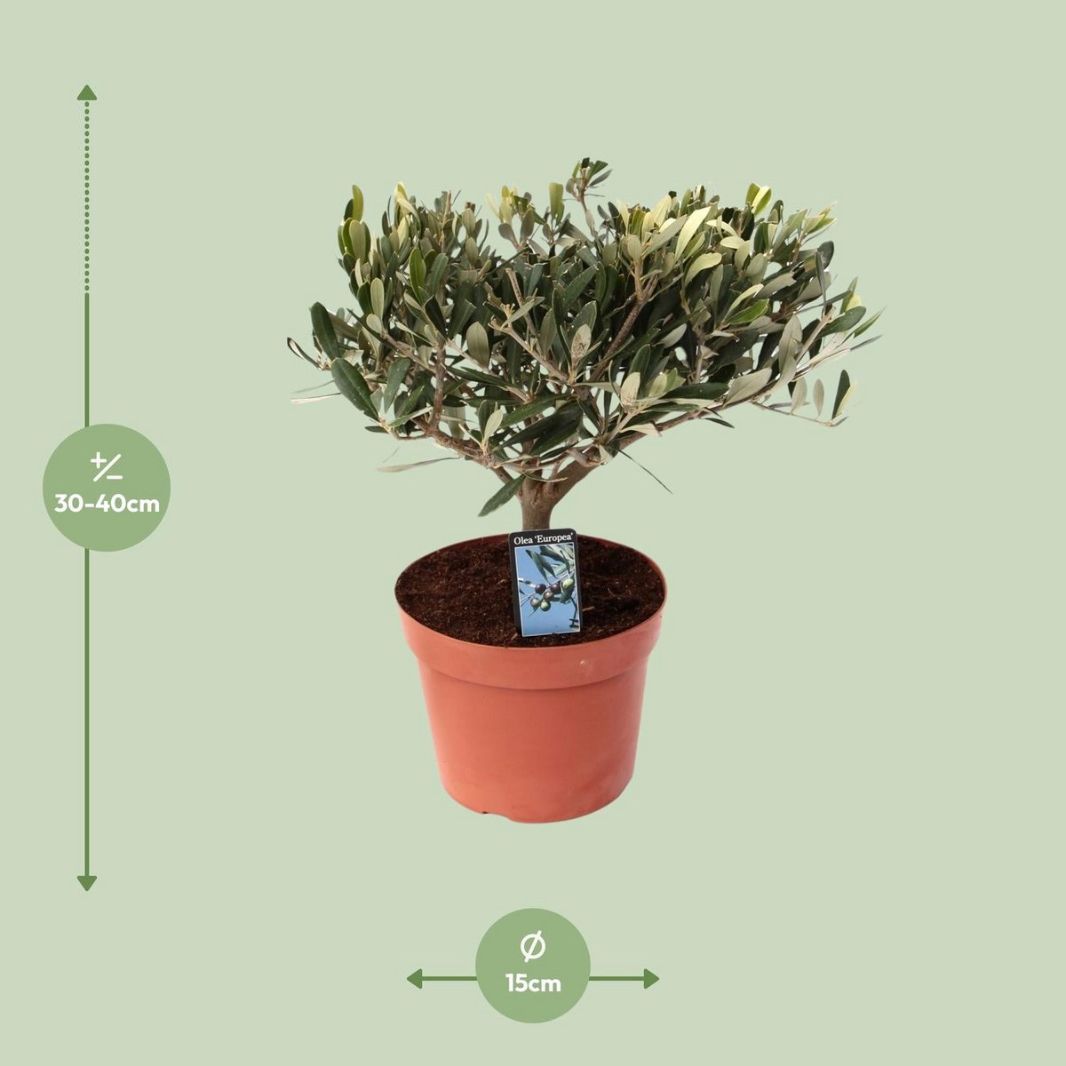 Détail de l'Olea Olive - Feuilles vertes luxuriantes