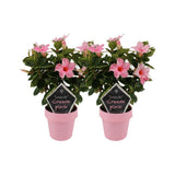 Lot de 2 mandevillas Sundaville crème rose Ø14 cm
