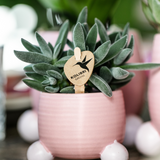 Plante succulente Tarentule verte en pot céramique