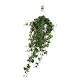 Plante Hedera Helix Pitsburg suspendue XXL Ø17 cm