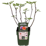 Ficus Tasssimo - Ø19cm - ↕50cm - Ø13 - ↨45cm