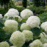 Plante artificielle hortensia arborescente blanche Ø19 cm
