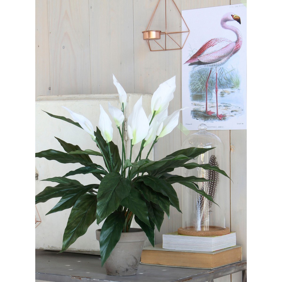 Pot en terre cuite gris contenant la plante Spathiphyllum