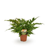Dryopteris erythrosora - Ø17 ↕50