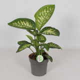 Dieffenbachia Reeva - Ø17cm - ↕50cm