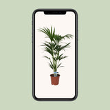 Howea Leinets - Ø21 - ↨120cm