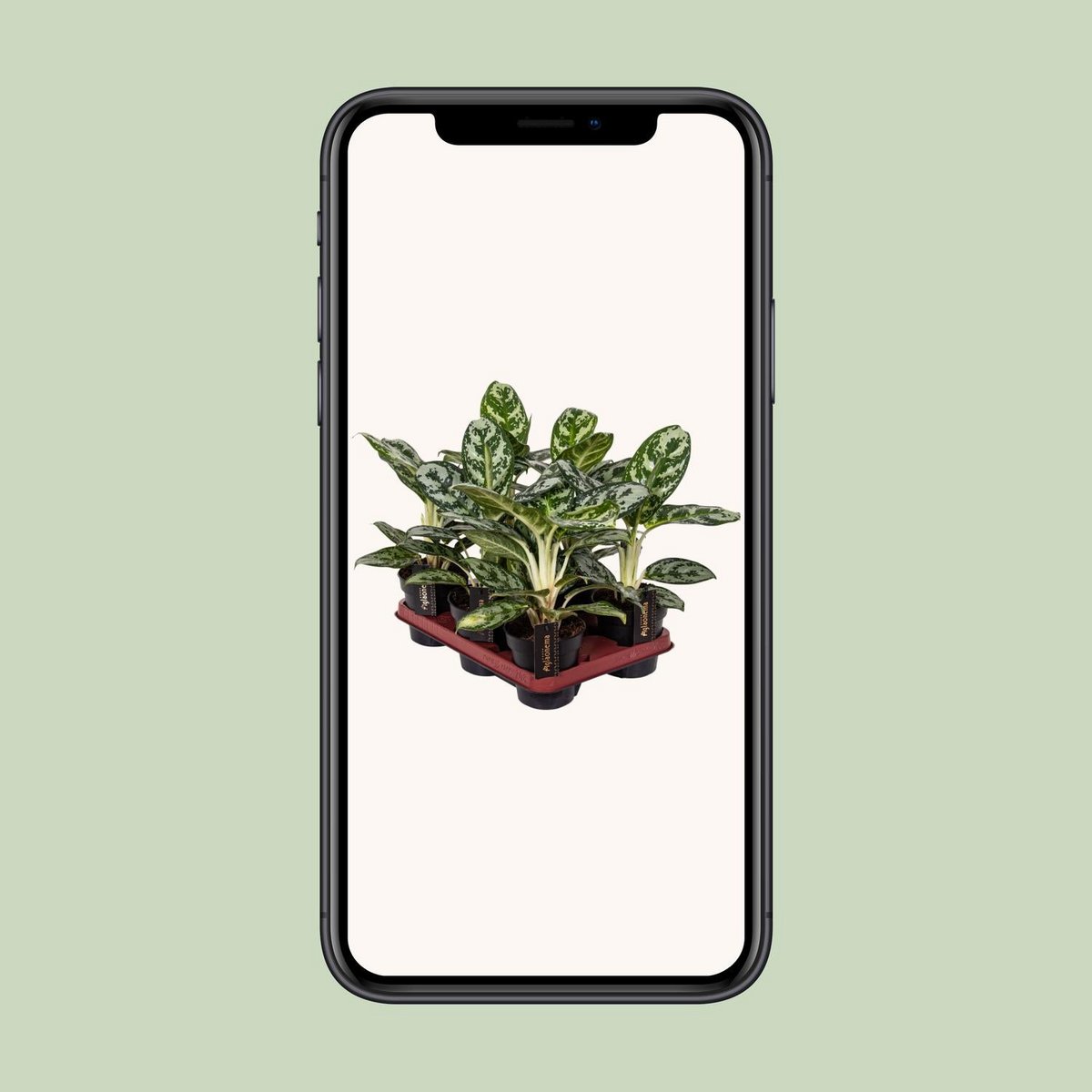 Aglaonema Amazon Silver dans un pot élégant
