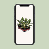Aglaonema Amazon Silver dans un pot élégant