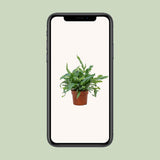 Plante artificielle Phlebodium étoile bleue 12 cm